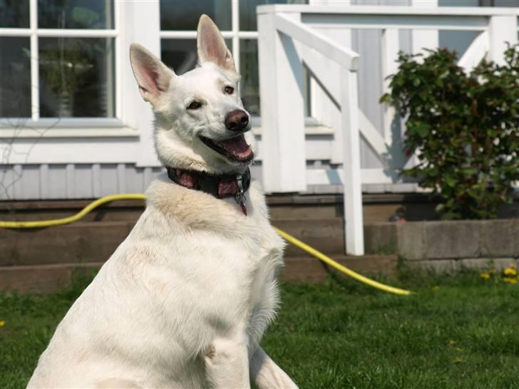 Hvid schæfer Oxholm's Assia billede 2