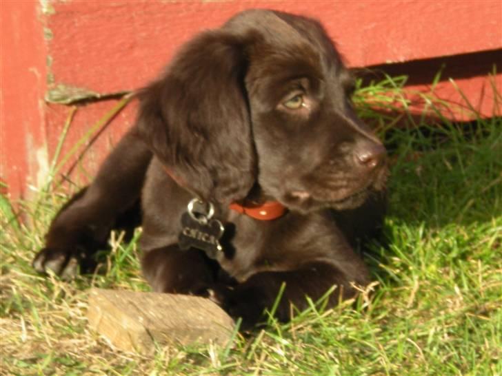 Langhåret hønsehund Chica billede 4