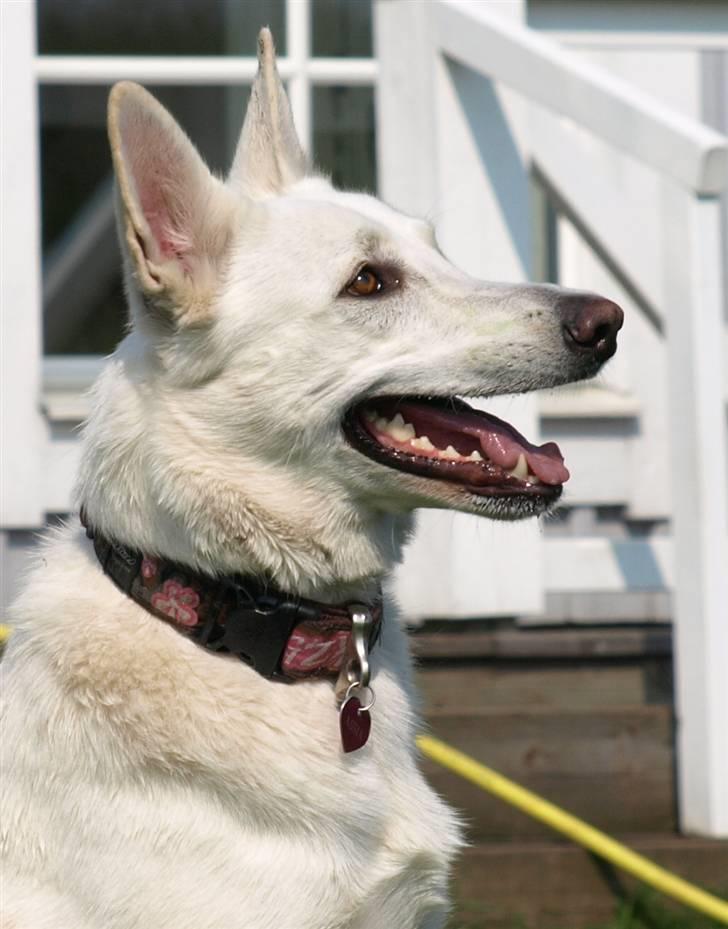 Hvid schæfer Oxholm's Assia billede 3