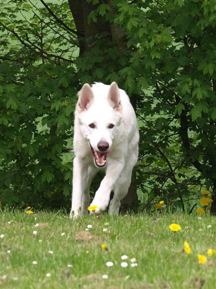 Hvid schæfer Oxholm's Assia billede 4
