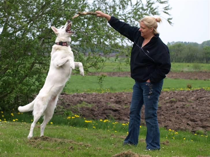 Hvid schæfer Oxholm's Assia billede 5