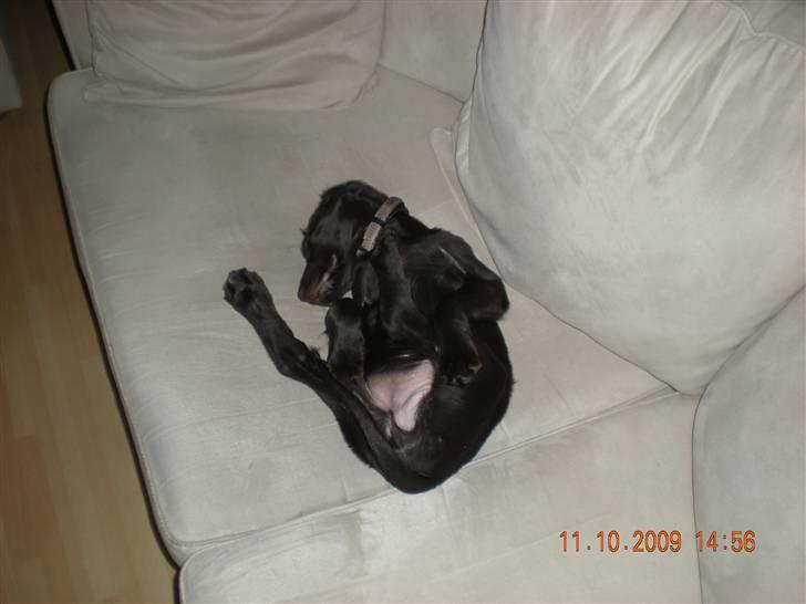 Langhåret hønsehund Chica billede 5