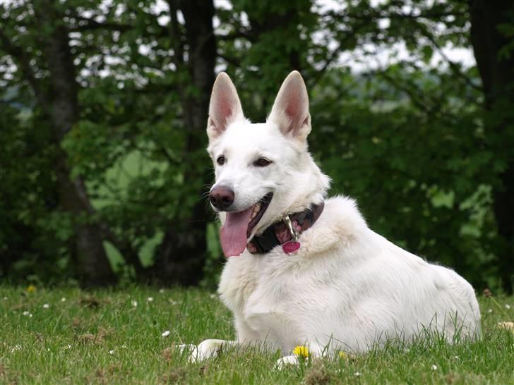 Hvid schæfer Oxholm's Assia billede 6