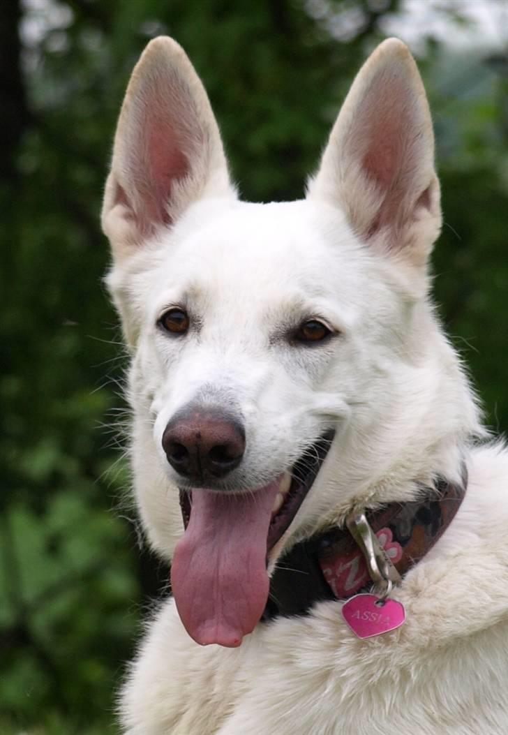 Hvid schæfer Oxholm's Assia billede 7