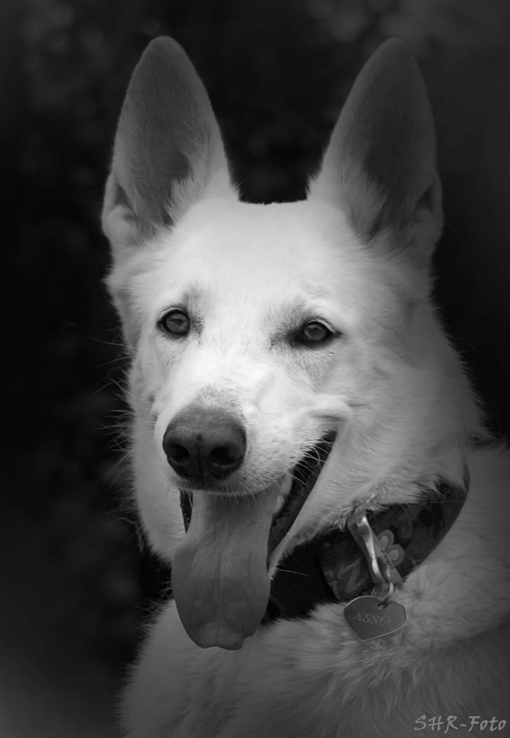 Hvid schæfer Oxholm's Assia billede 8