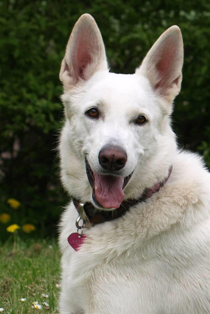 Hvid schæfer Oxholm's Assia billede 9