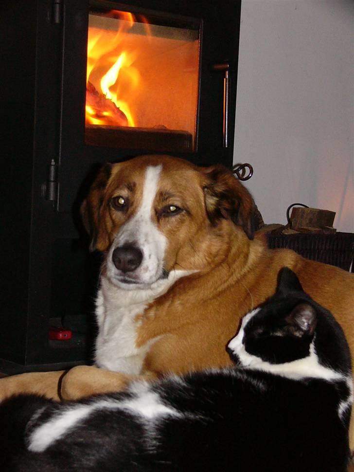 Blanding af racer Mille - Taget d.21 december 2009. Mille og Pussi putte-hygger... billede 16