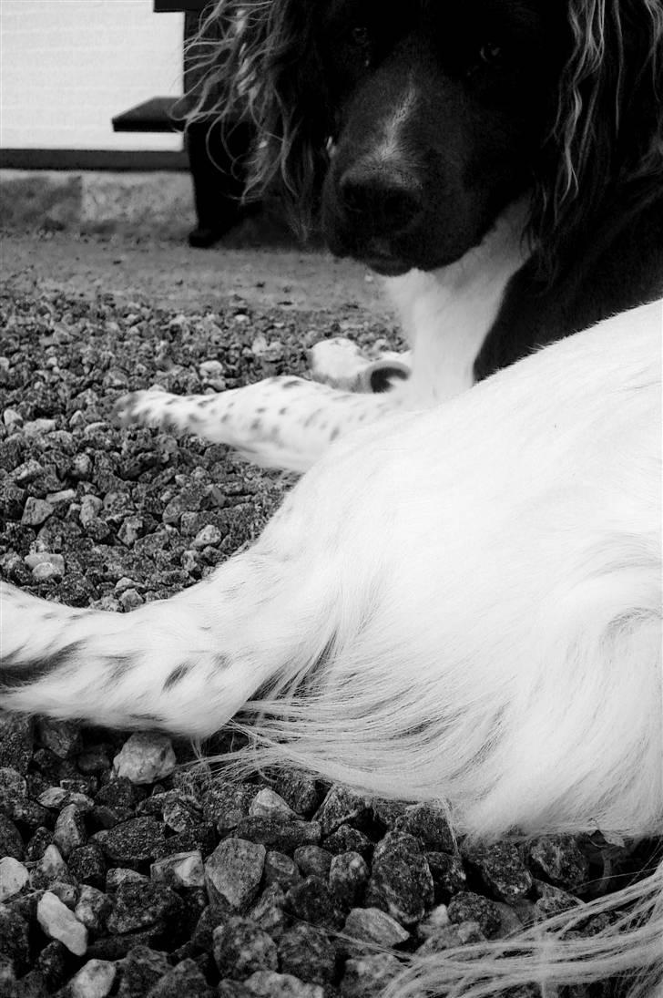 Kleiner münsterländer  | Balder - Model ... MÅ IKKE KOPIRES billede 14