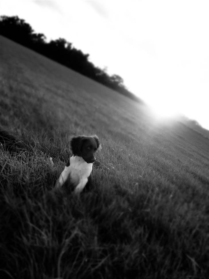 Kleiner münsterländer  | Balder - Model ... MÅ IKKE KOPIRES billede 15