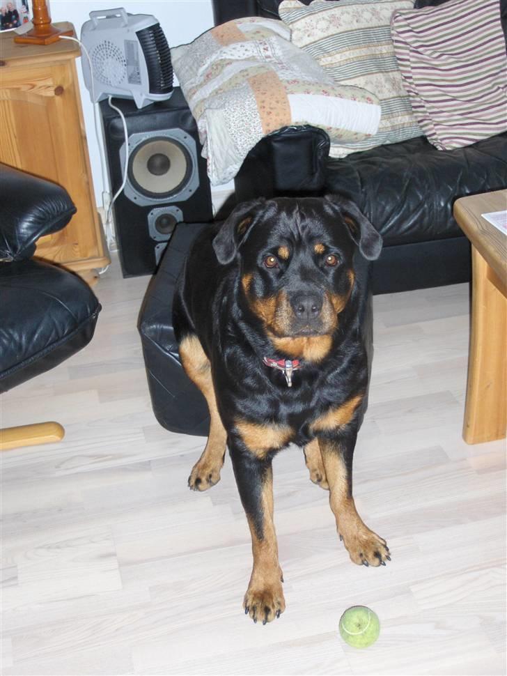 Rottweiler Kennel Heitah's Quenda billede 7
