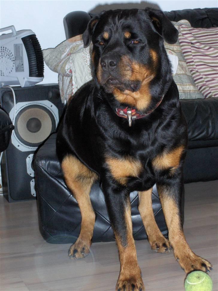 Rottweiler Kennel Heitah's Quenda billede 8