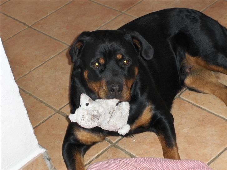 Rottweiler Kennel Heitah's Quenda billede 9