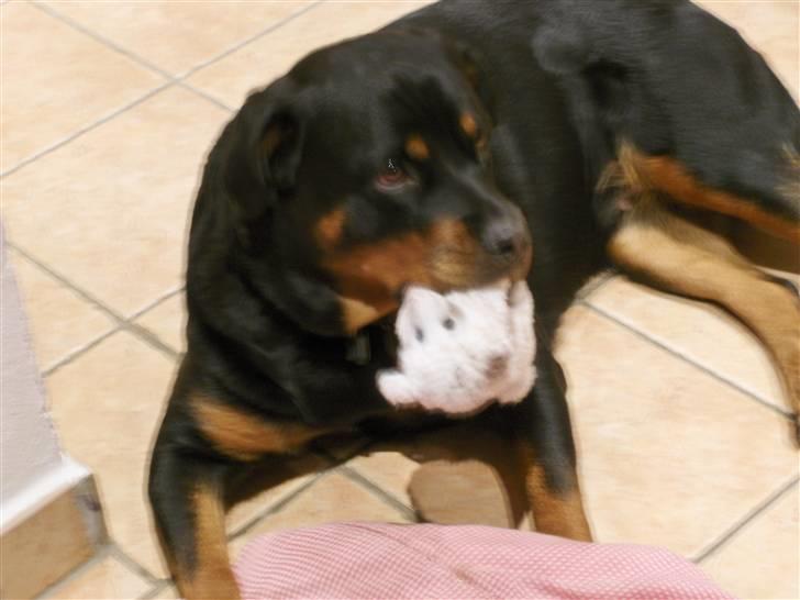 Rottweiler Kennel Heitah's Quenda billede 10
