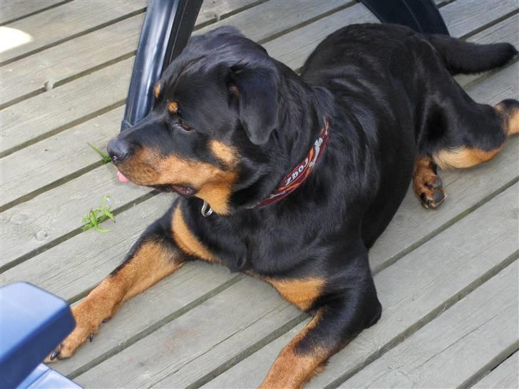 Rottweiler Kennel Heitah's Quenda billede 11