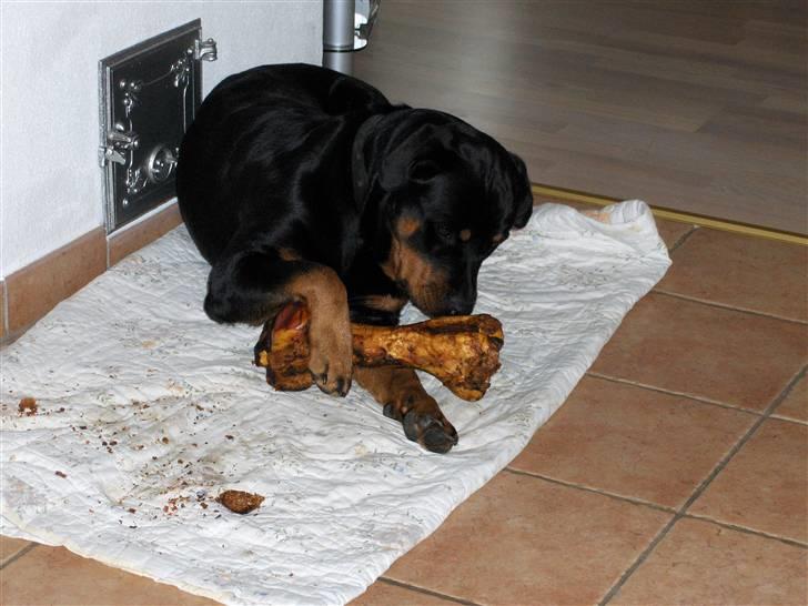 Rottweiler Kennel Heitah's Quenda billede 12