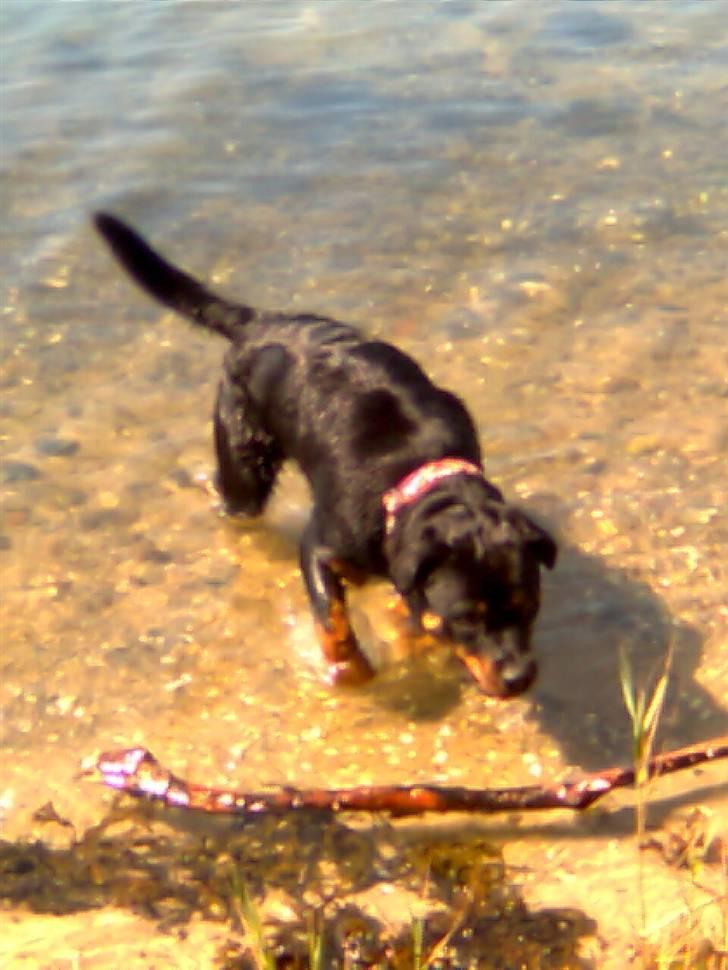 Rottweiler Kennel Heitah's Quenda billede 13