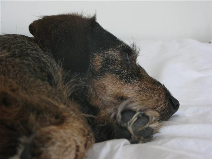 Gravhund - Fini R.I.P  billede 2