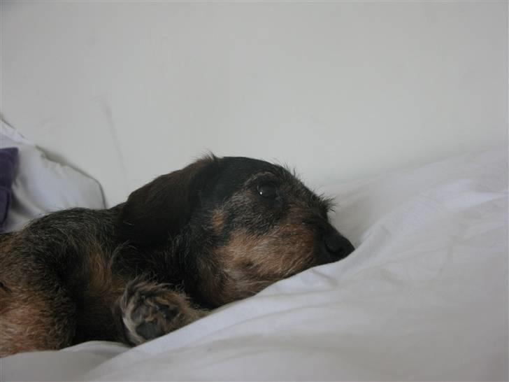 Gravhund - Fini R.I.P  billede 3