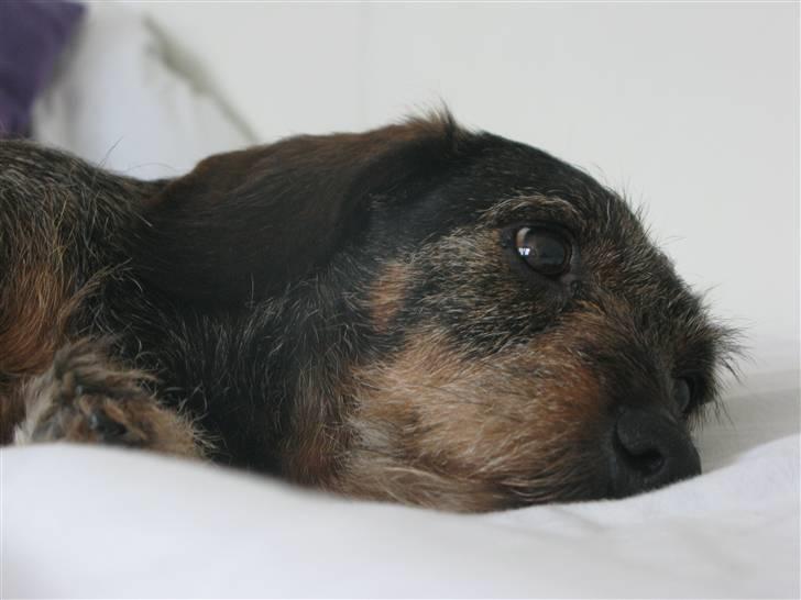 Gravhund - Fini R.I.P  billede 4