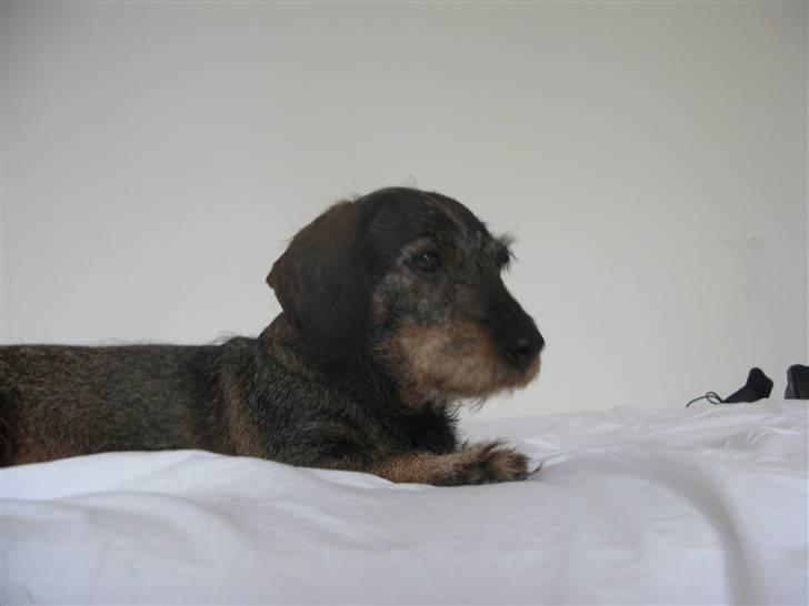 Gravhund - Fini R.I.P  billede 5