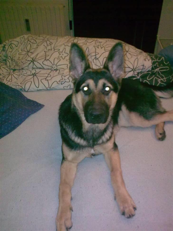 Schæferhund Neema billede 18