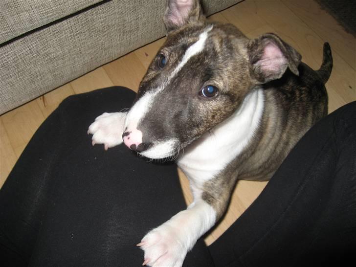 Bullterrier miniature Louie - Louie 8 ½ uge billede 17