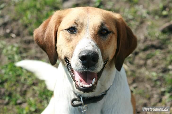 Blanding af racer Bella<3 - Nyt!!!  billede 1