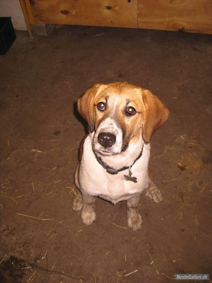 Blanding af racer Bella<3 billede 2