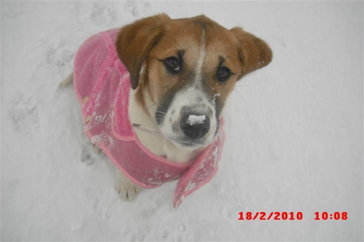 Blanding af racer Bella<3 billede 3