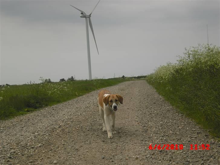 Blanding af racer Bella<3 billede 4