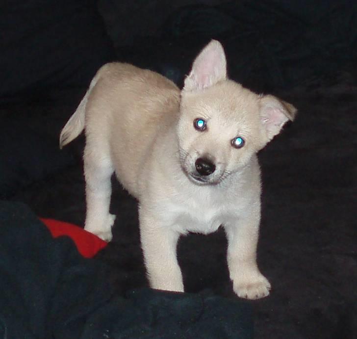 Norsk buhund Balto billede 1