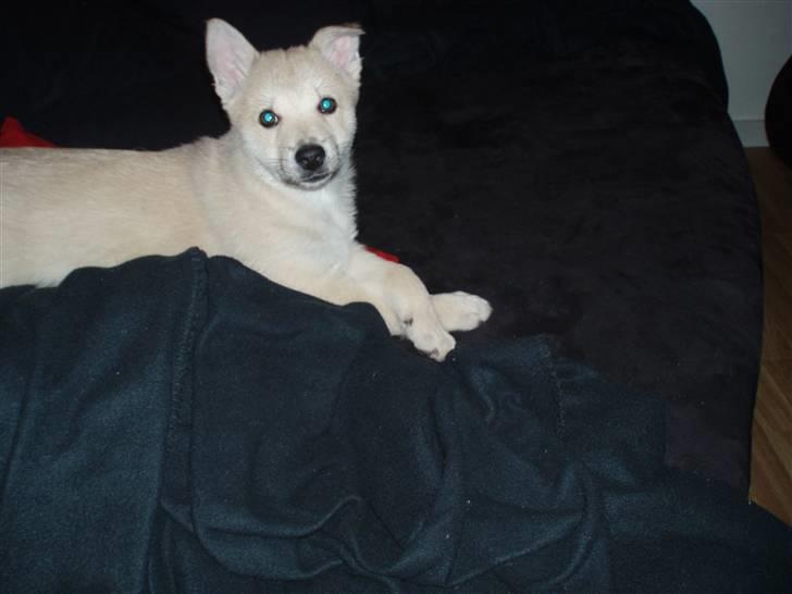 Norsk buhund Balto - Se hvor fint jeg ligger... billede 2