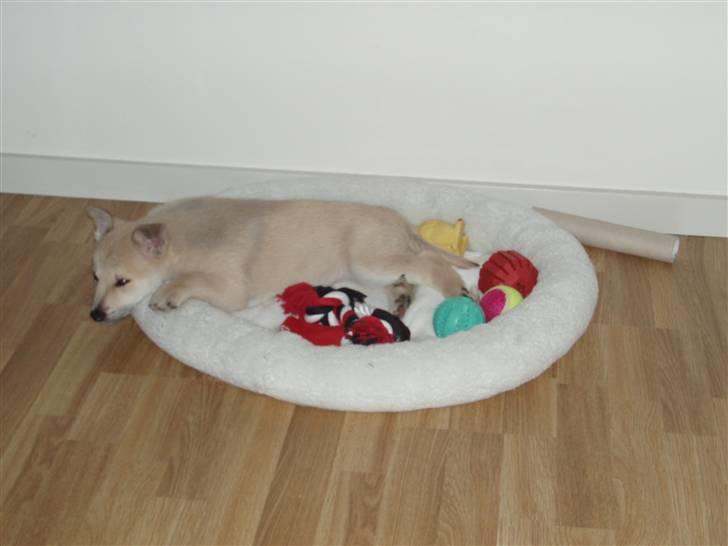 Norsk buhund Balto - Man bliver hurtigt træt efter man har leget. billede 3