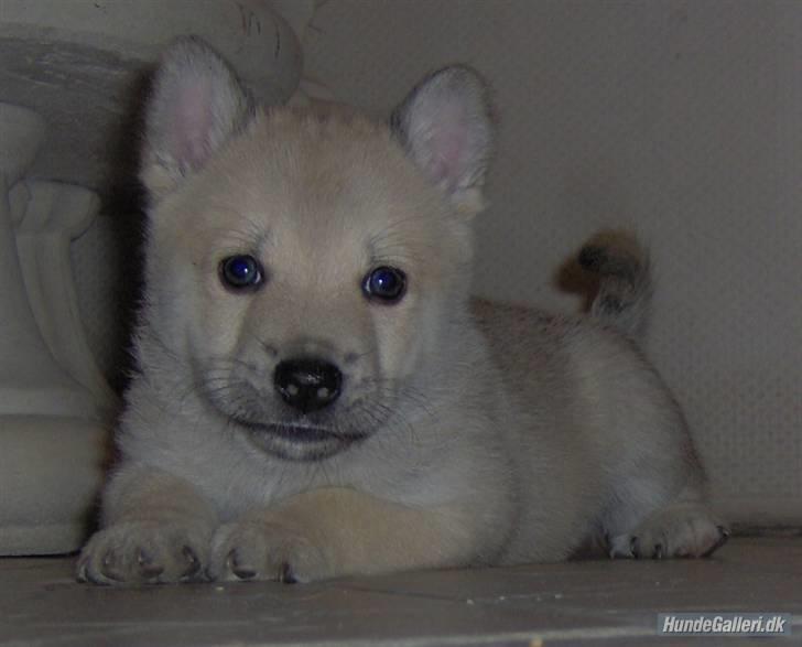 Norsk buhund Balto - Her er Balto 5½ uge gammel... Billedet er taget af opdrætteren. billede 4