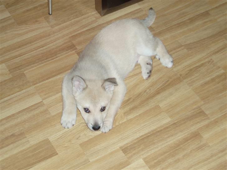 Norsk buhund Balto - Det kan til tider være lidt svært at se ham på det lyse gulv :-) billede 5