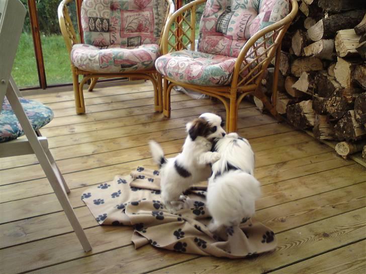 Phalene Canto billede 17