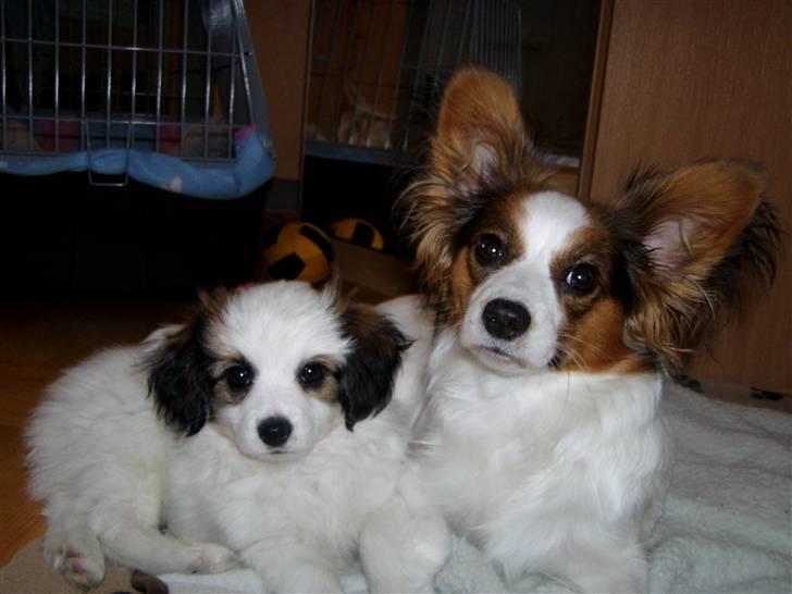 Phalene Canto billede 18