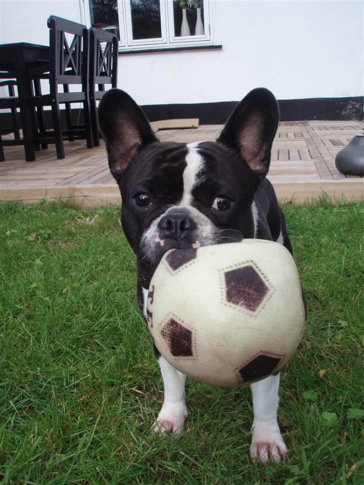 Fransk bulldog Bertram billede 1