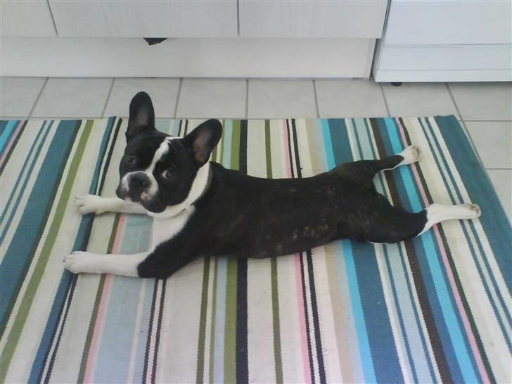 Fransk bulldog Bertram billede 2