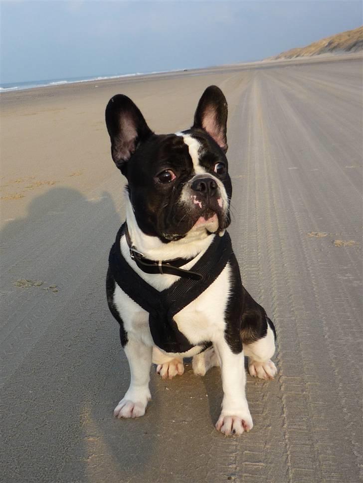 Fransk bulldog Bertram billede 3