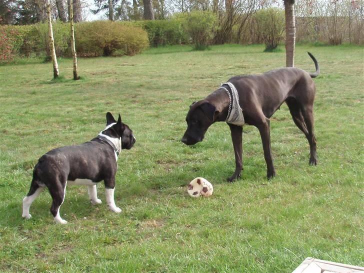 Fransk bulldog Bertram billede 4