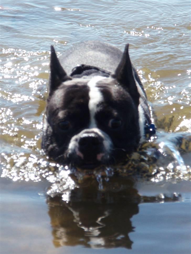 Fransk bulldog Bertram billede 5