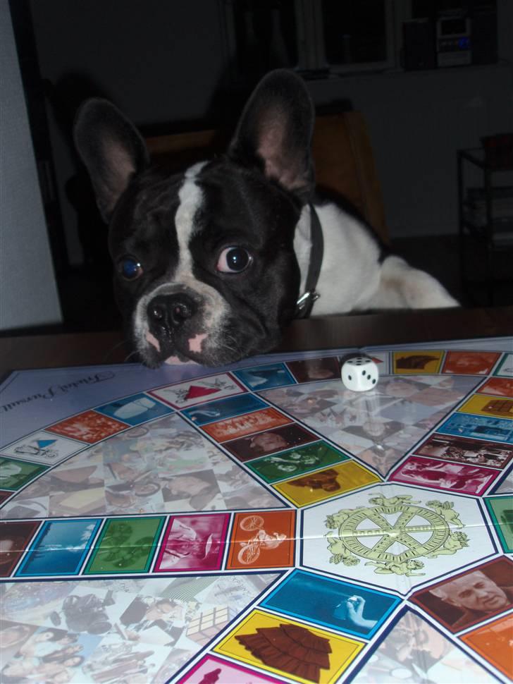 Fransk bulldog Bertram billede 6