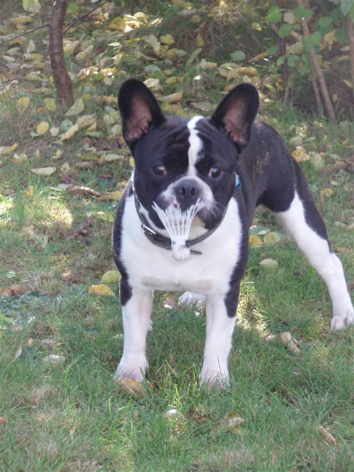 Fransk bulldog Bertram billede 7