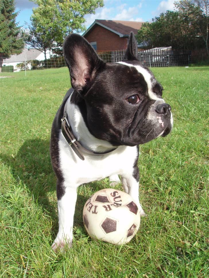 Fransk bulldog Bertram billede 8