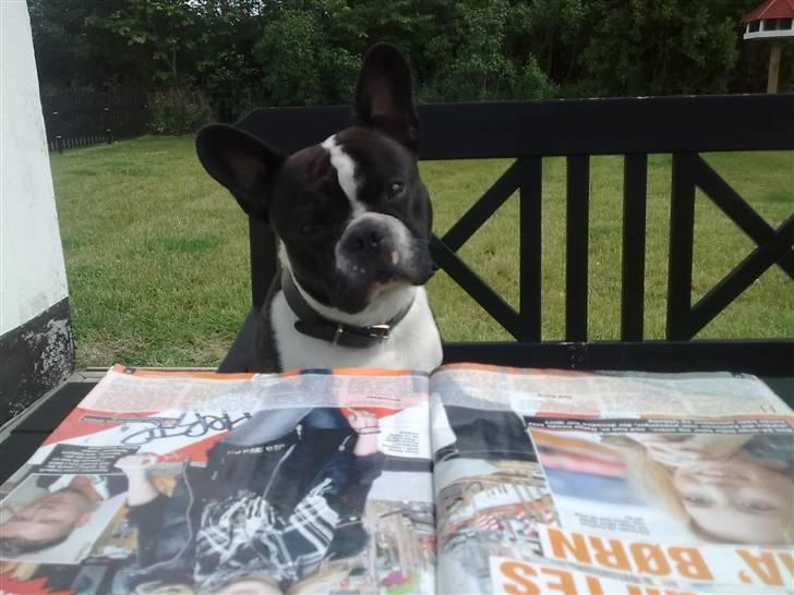 Fransk bulldog Bertram billede 9