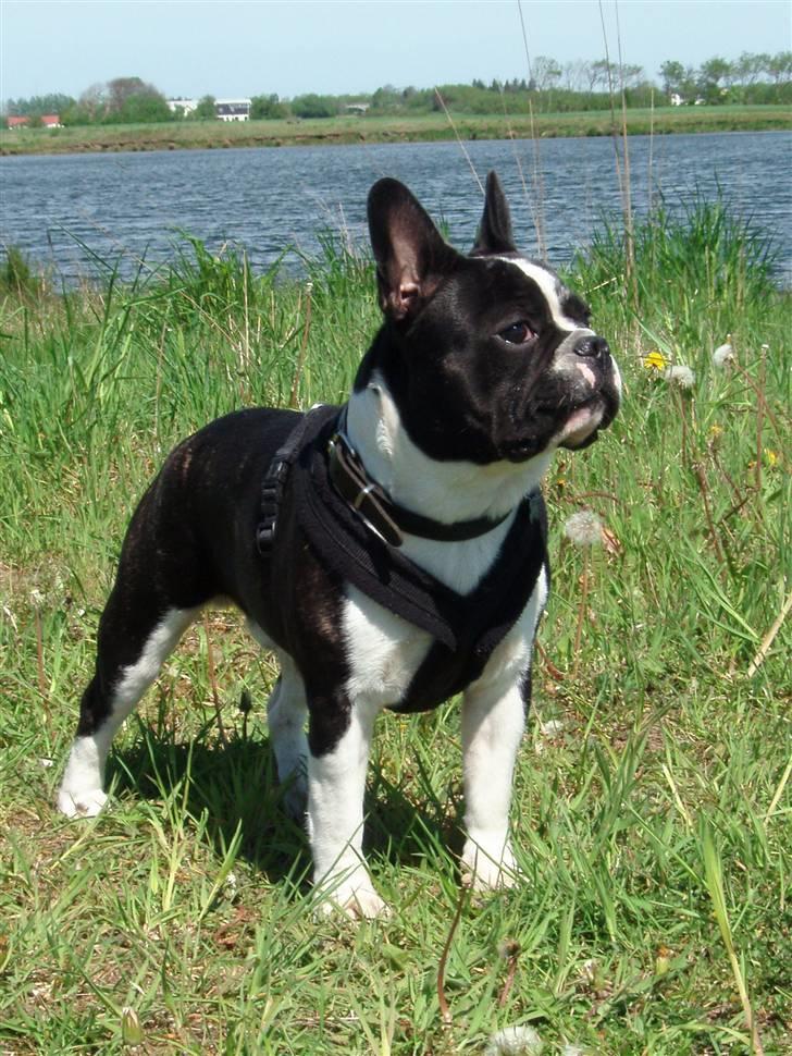 Fransk bulldog Bertram billede 10