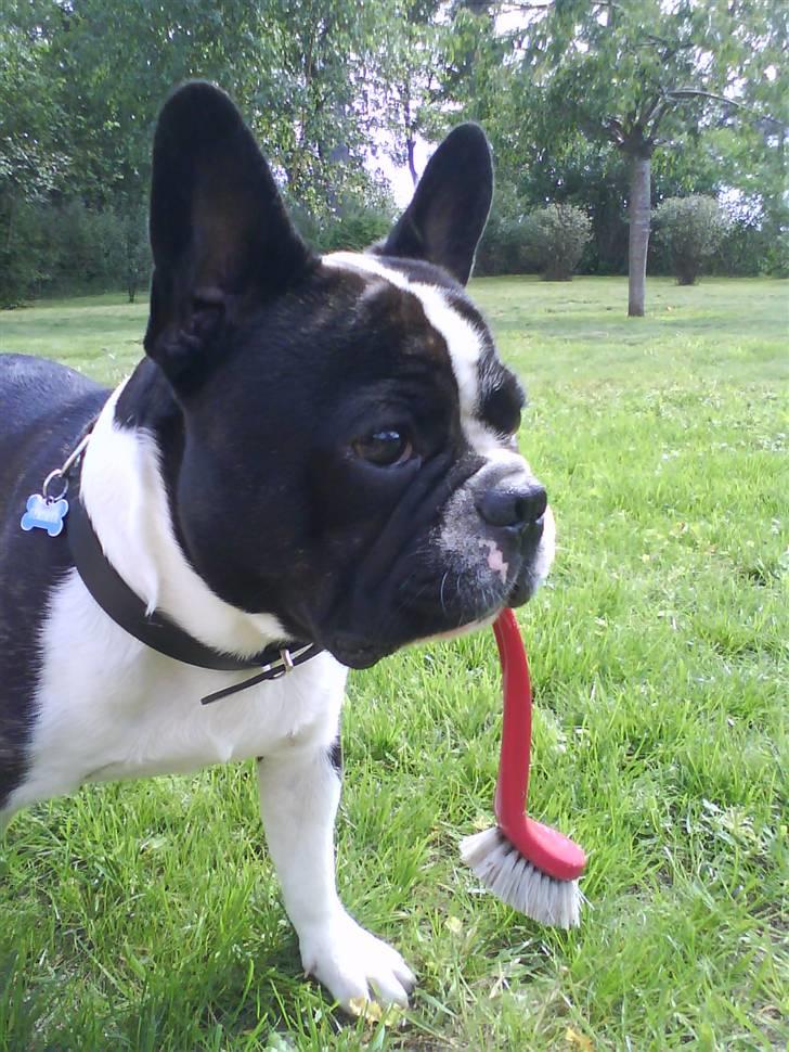 Fransk bulldog Bertram billede 11