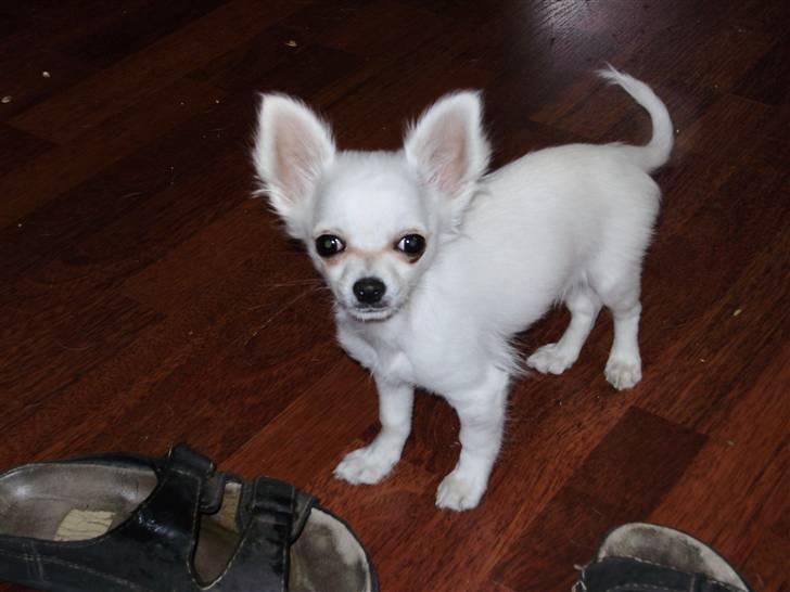 Chihuahua Willi - Billede 1 billede 1