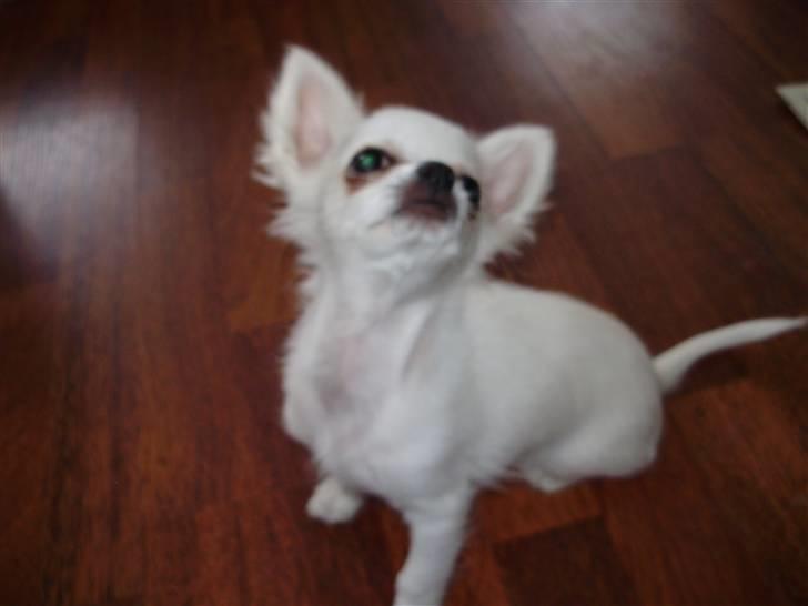 Chihuahua Willi - Billede 3 billede 2